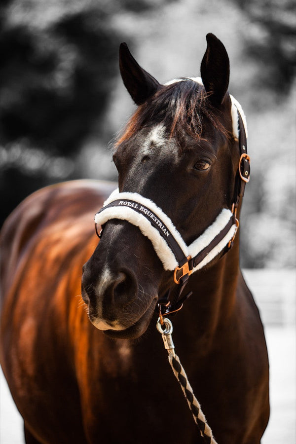 Royal Equestrian Fur Halter Silver Black Full - Royal Equestrian