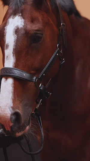 Royal Equestrian Pro Diamond Jog Leather Halter (licou en cuir)