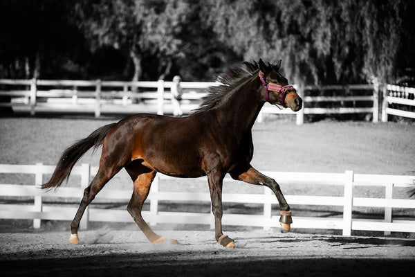 Royal Equestrian Licou en fourrure Purple Full - Royal Equestrian
