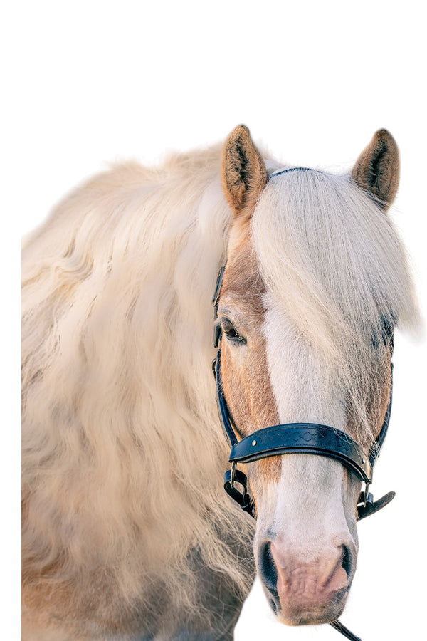 Royal Equestrian Pro Diamond Jog Leather Halter - Royal Equestrian