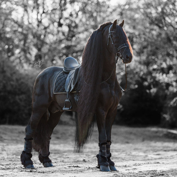 Royal Equestrian Bottes de brossage doublées Noir - Royal Equestrian