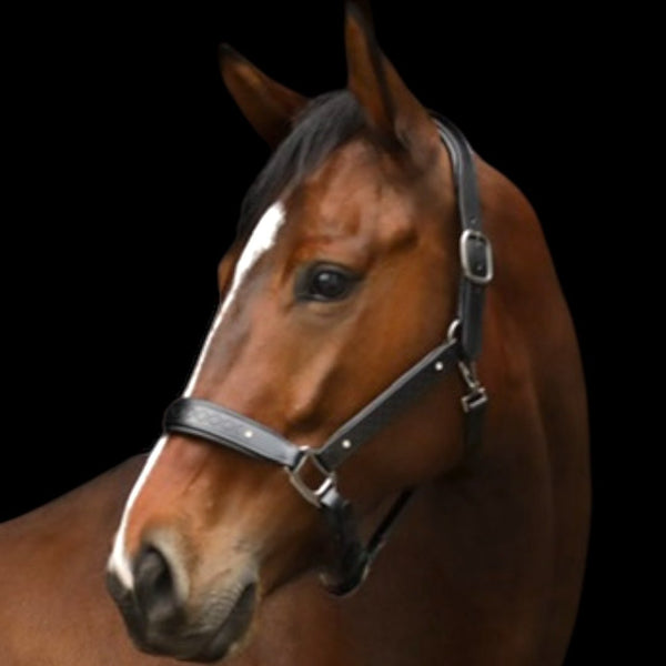 Royal Equestrian Pro Diamond Jog Leather Halter - Royal Equestrian