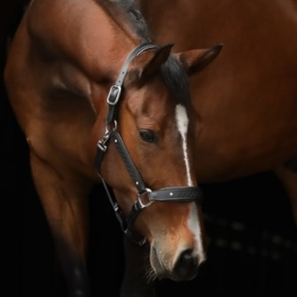 Royal Equestrian Pro Diamond Jog Leather Halter - Royal Equestrian