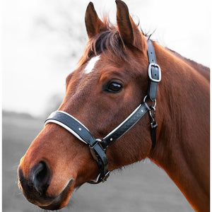 Royal Equestrian Pro Diamond Jog Leather Halter - Royal Equestrian