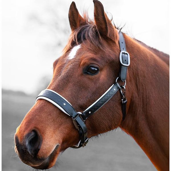 Royal Equestrian Pro Diamond Jog Leather Halter - Royal Equestrian